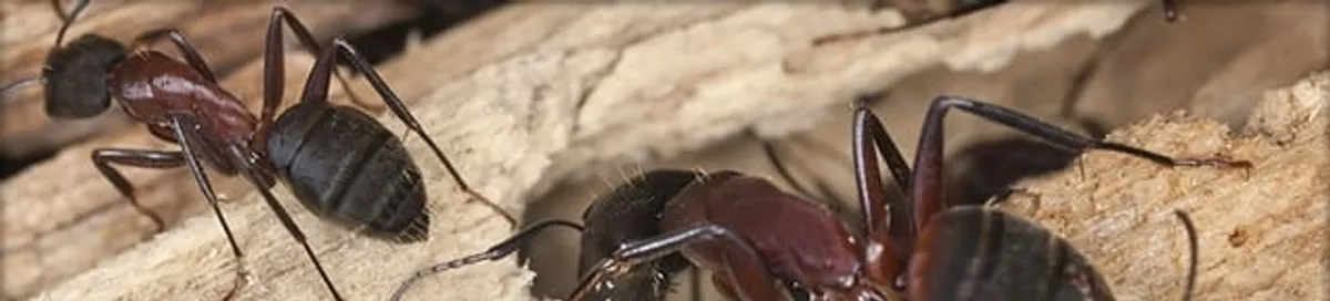 Close-up of ants on wood showing an active ant infestation in Birmingham, AL