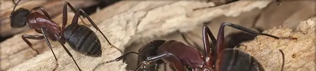 Close-up of ants on wood showing an active ant infestation in Birmingham, AL