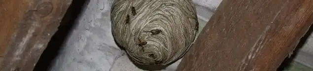 Wasp nest in an attic space, a common home infestation risk in Birmingham, AL