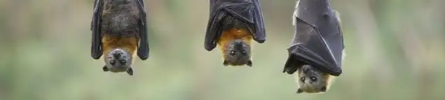 Bats roosting together, a common sign of a bat infestation in Birmingham, AL