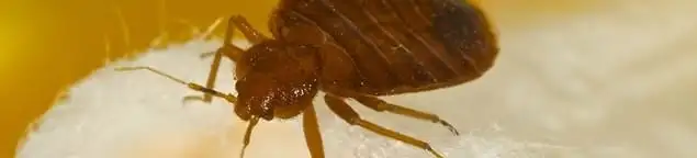 Close-up of a bed bug, a sign of an active infestation in Birmingham, AL
