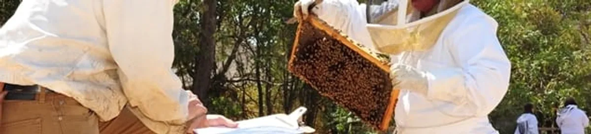 Bee removal specialists relocating a hive and honeycomb safely in Birmingham, AL