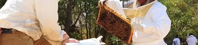 Bee removal specialists relocating a hive and honeycomb safely in Birmingham, AL