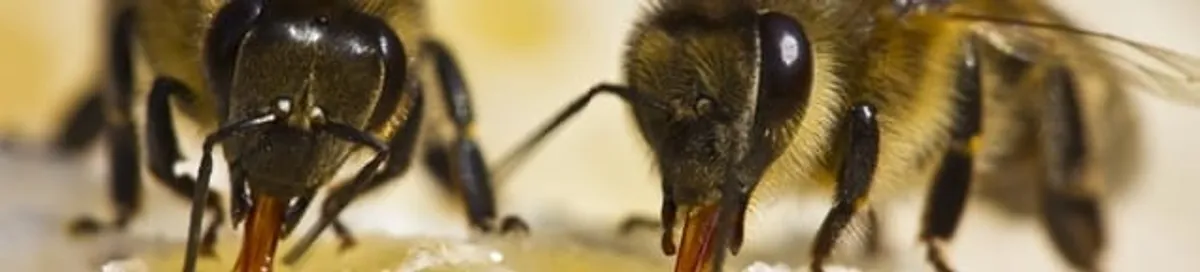 Close-up of honey bees, a sign of a nearby hive in Birmingham, AL