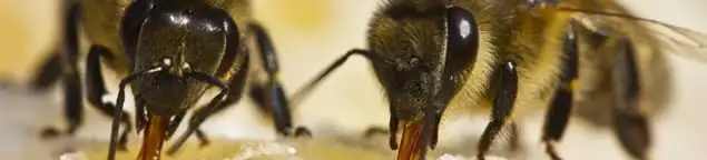 Close-up of honey bees, a sign of a nearby hive in Birmingham, AL