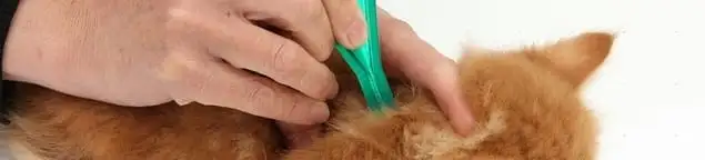 Flea treatment for pets using a flea comb, a sign of flea problems in Birmingham, AL
