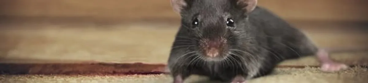 Mouse indoors, a common sign of a rodent infestation in Birmingham, AL