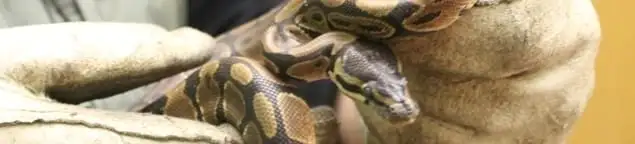 Snake removal specialist safely handling a snake with protective gloves in Birmingham, AL
