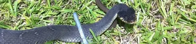 Snake in a yard, a common sign of a snake problem near a home in Birmingham, AL