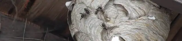 Close-up of a wasp nest with active wasps, a sign of an infestation in Birmingham, AL